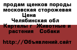 продам щенков породы московская сторожевая › Цена ­ 7 000 - Челябинская обл., Карталы г. Животные и растения » Собаки   